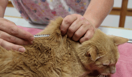 Cat insulin clearance injection